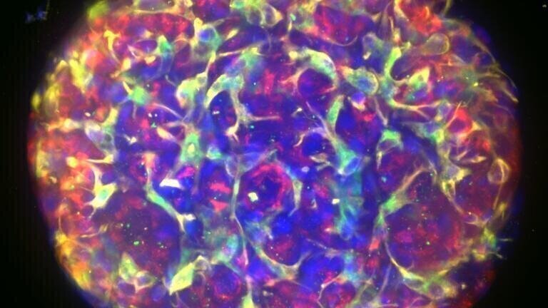 New Tissue Clearing Kits and Reagents for Faster, Accurate 3D Imaging